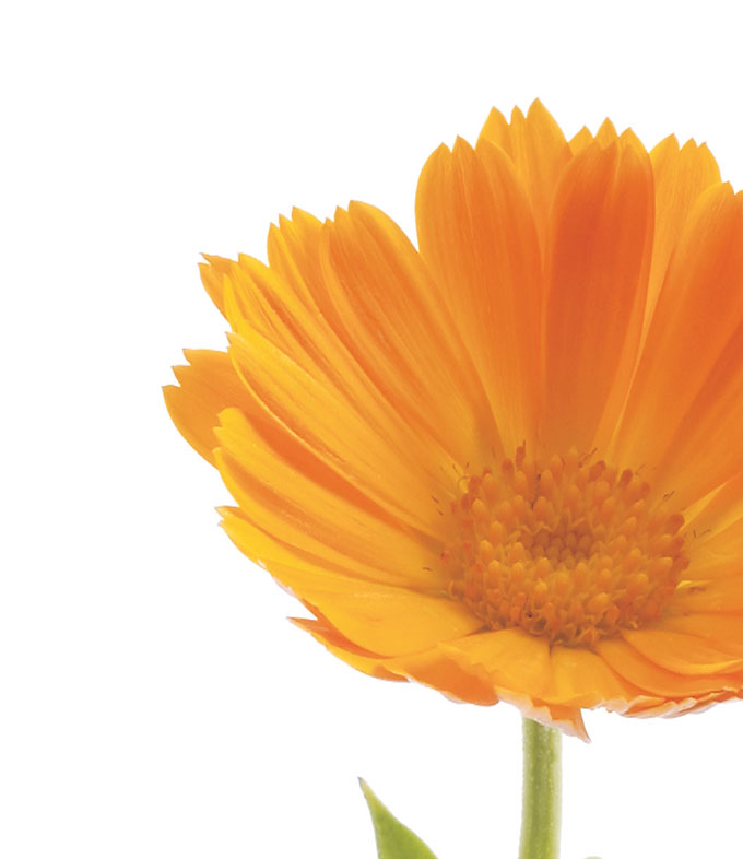 calendular