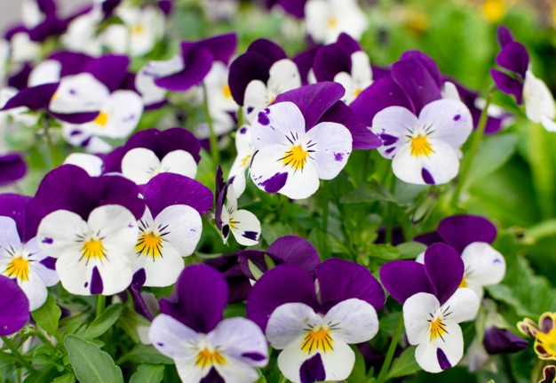 Heartsease - Medicinal Plants | Janesce NZ | Janesce Skincare